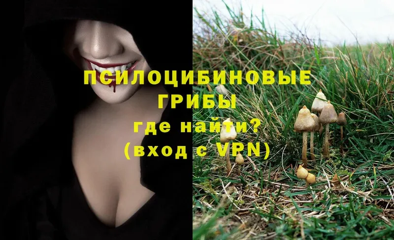 как найти   Горячий Ключ  Галлюциногенные грибы Psilocybine cubensis 